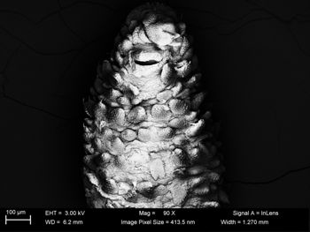 Media type: image;   Invertebrate Zoology 32029 Description: SEM image of specimen.;